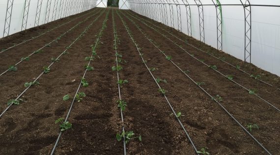 Озеленяване и изграждане на поливни системи