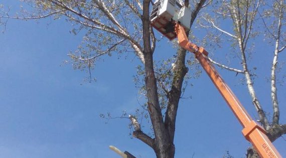 Премахване на опасни дървета и клони, оформяне и кастрене на дървета