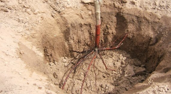 Изкопаване на дупки за трайни насаждения и овошки